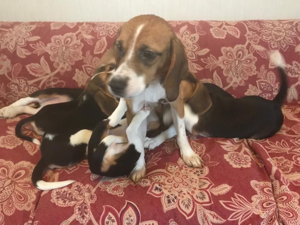 Beagle puppies for sale | Junk Mail