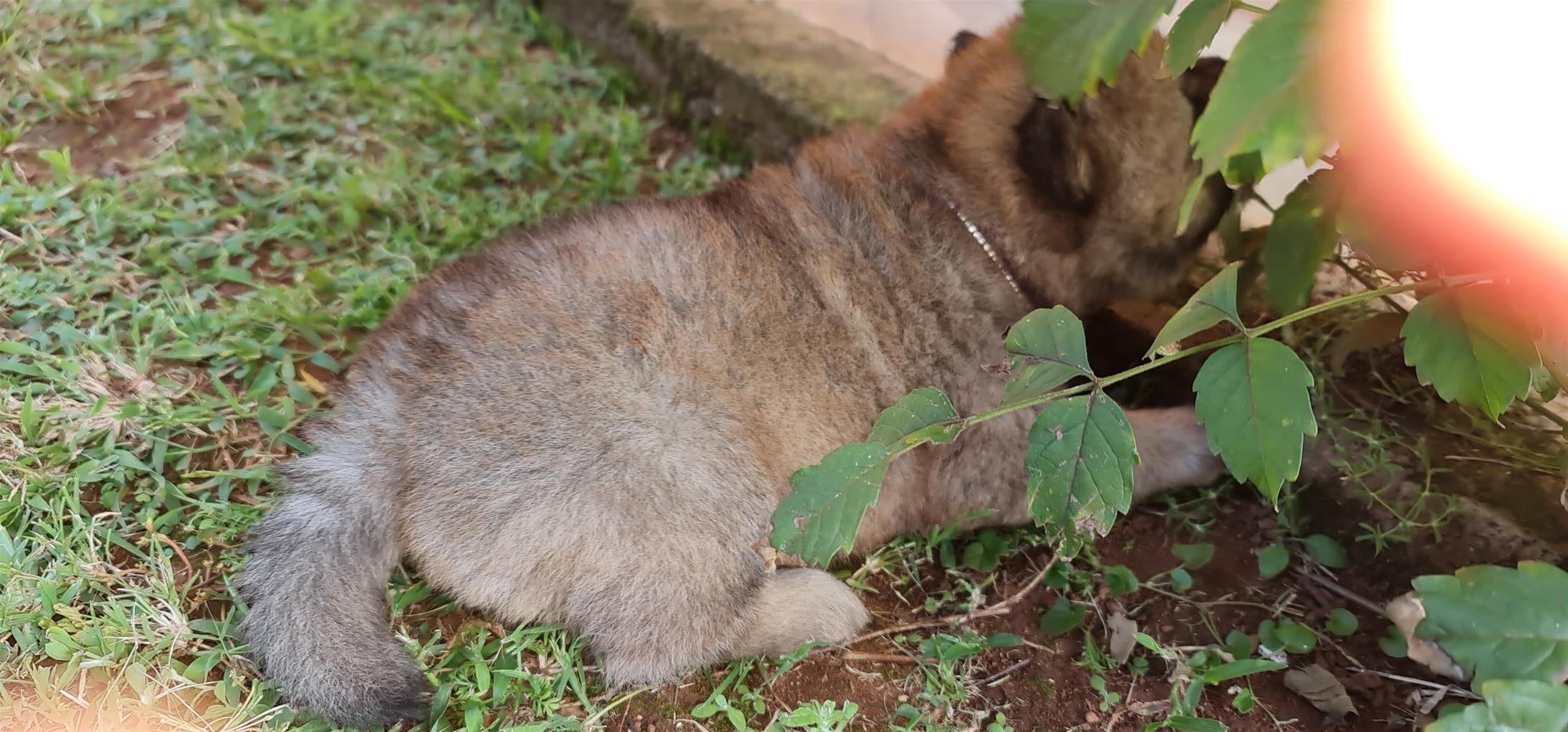 Chow chow puppies...pure breed, available immediately 