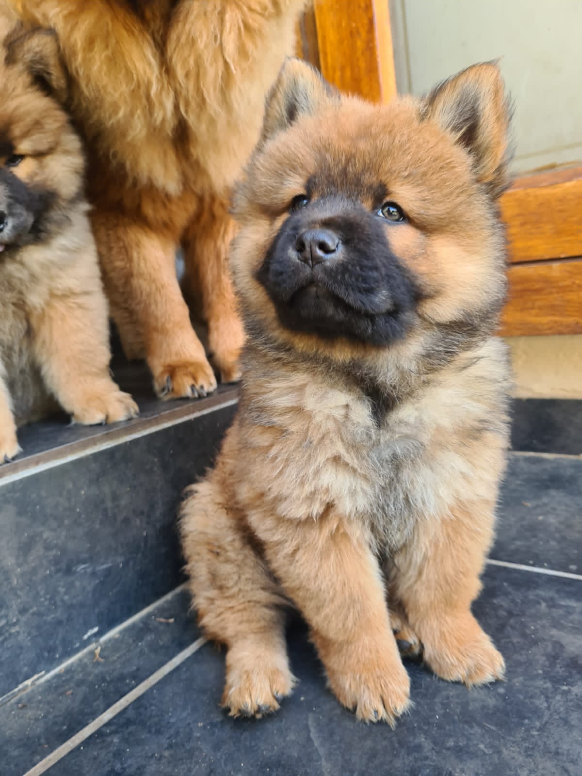 Chow Chow Puppies For Sale - Best Quality - Best Price - Beautiful Puppies 
