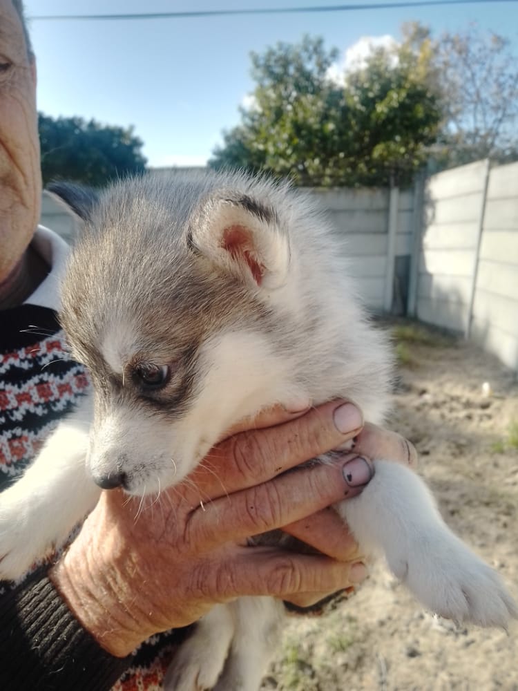 Huskey puppies 2 male 3 females- born on the 20 April 2022- Western cape