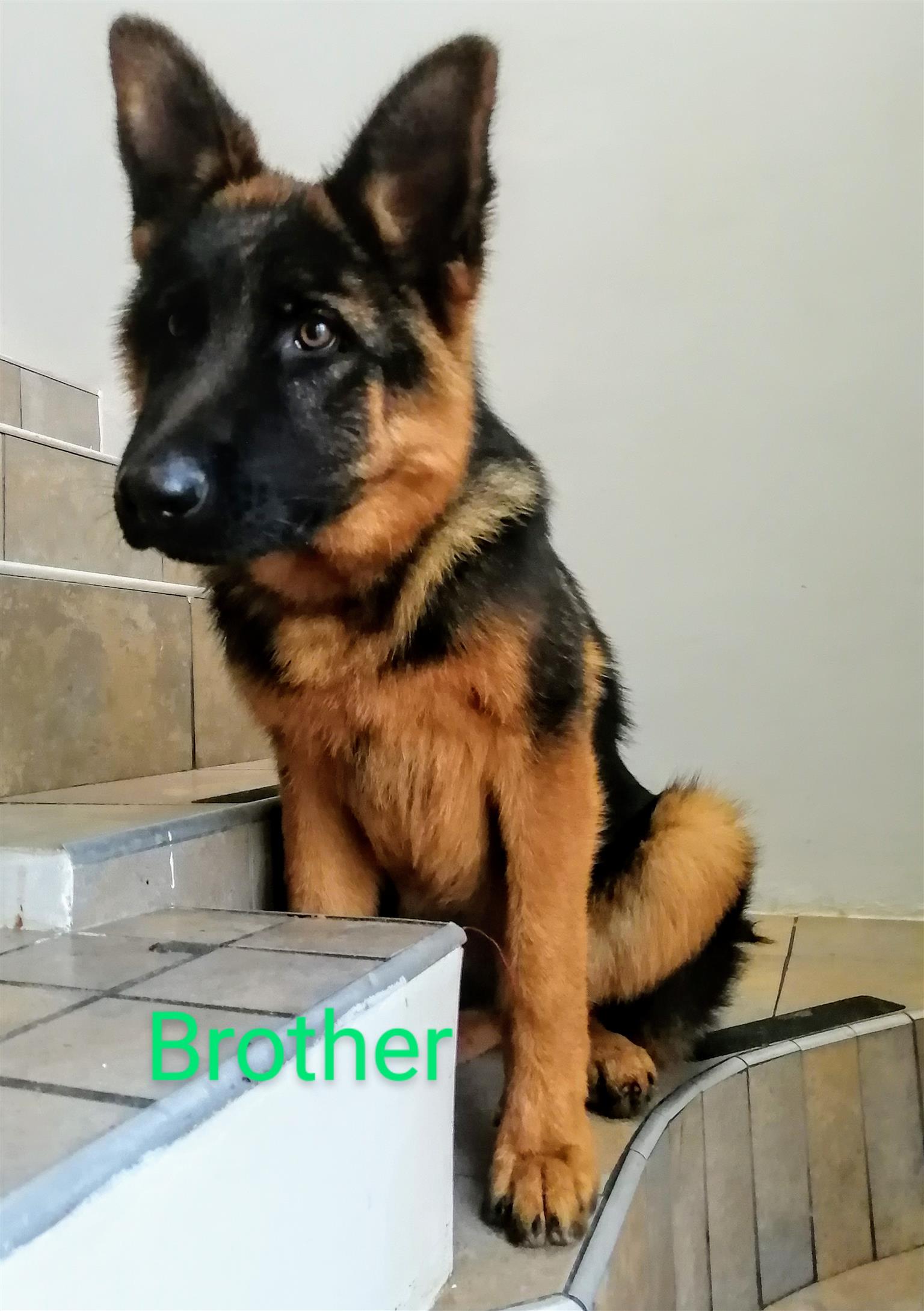 german shepherd deworming