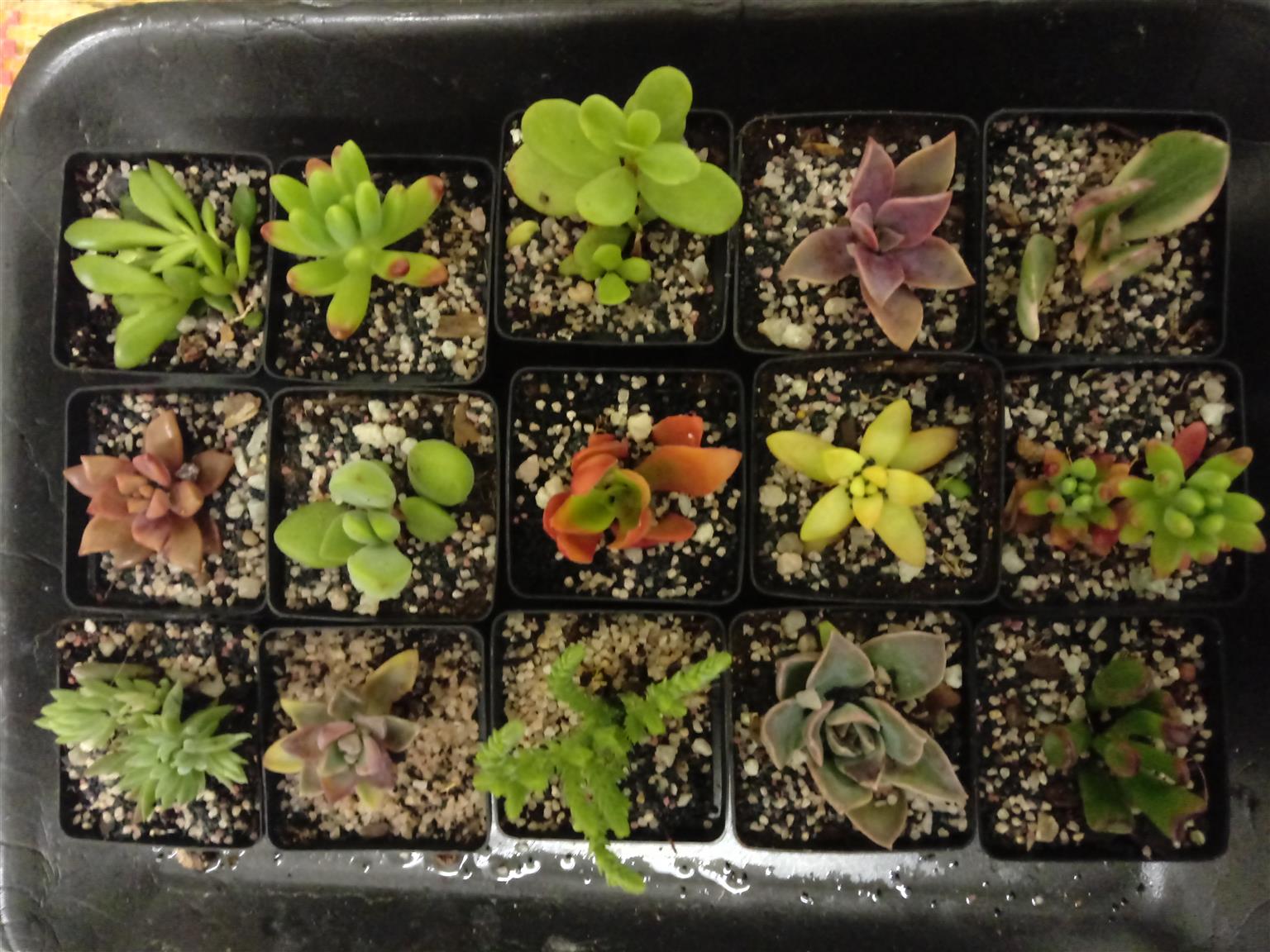Succulents in seed trays , 6 plants from R30 