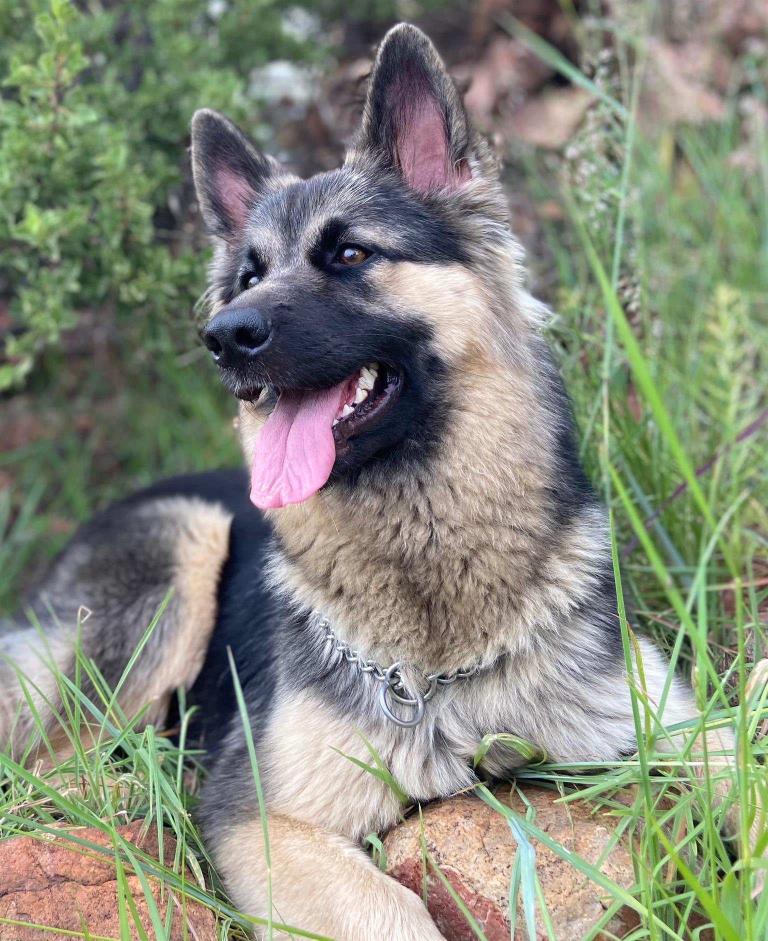How Much Do German Shepherd Puppies Sell For