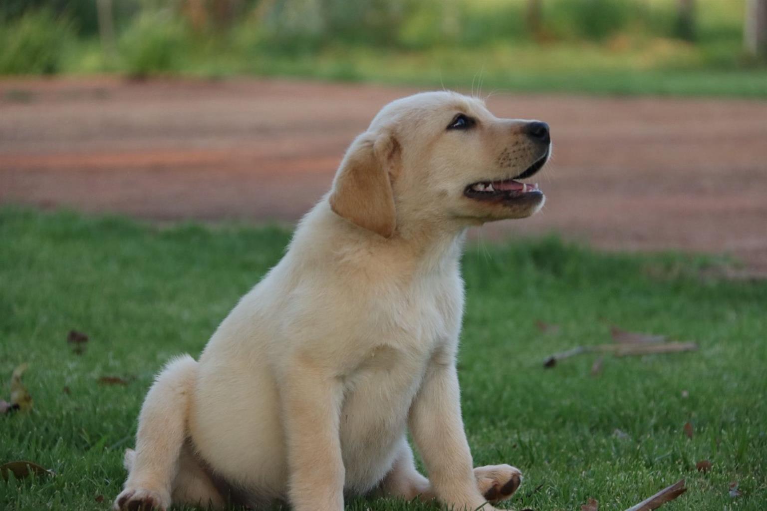Labrador Puppies | Junk Mail Marketplace