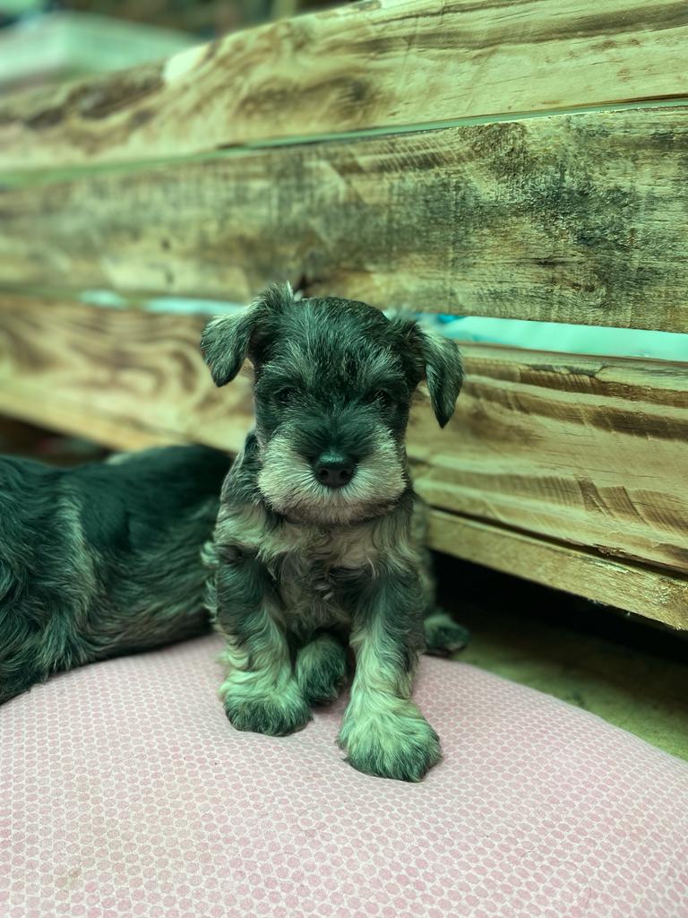 micro teacup schnauzer for sale