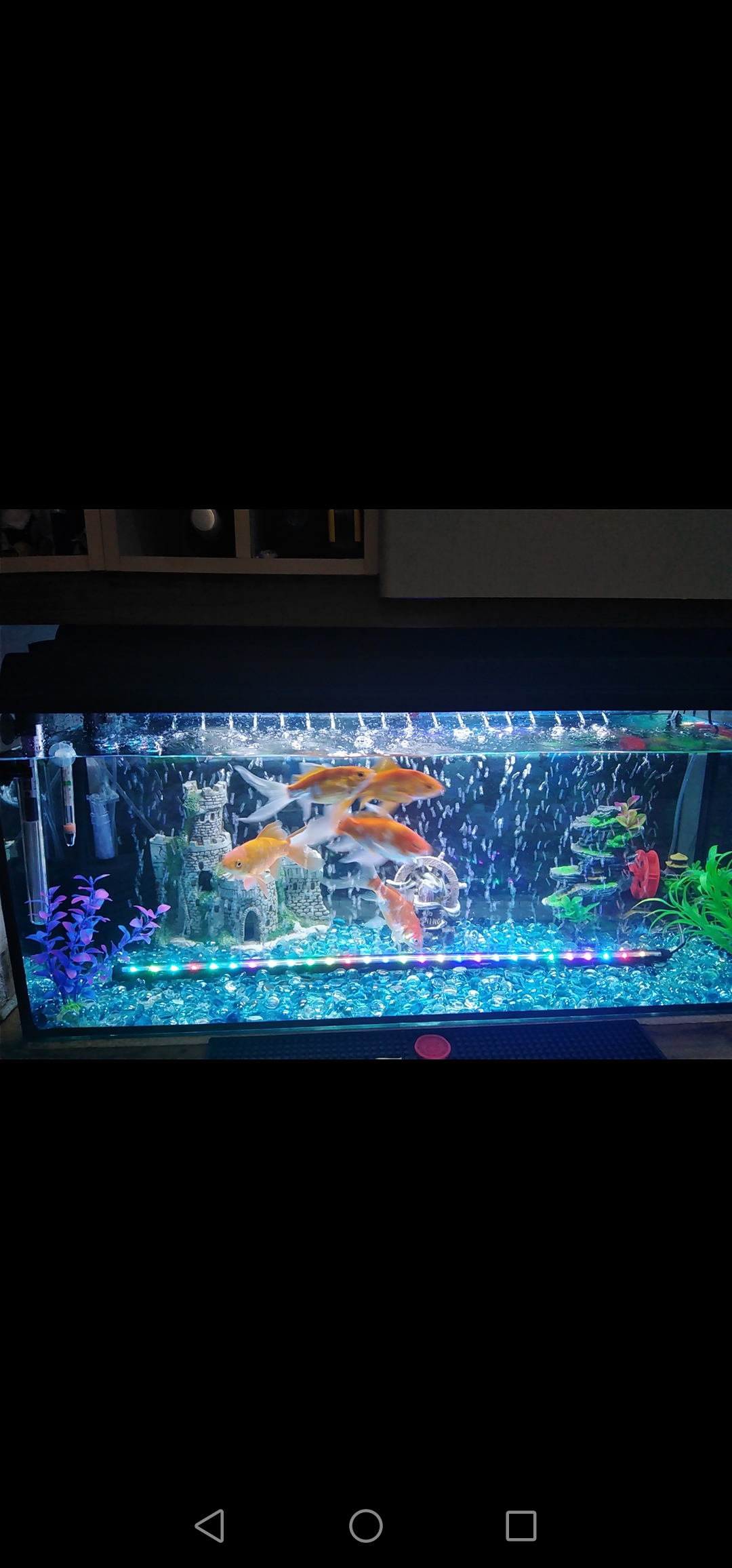 1000 liter fish tank 