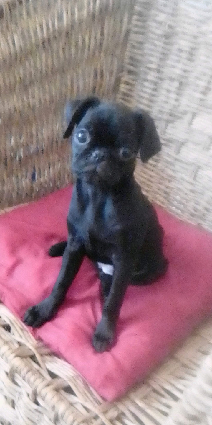 Purebred Pug puppies for sale. 