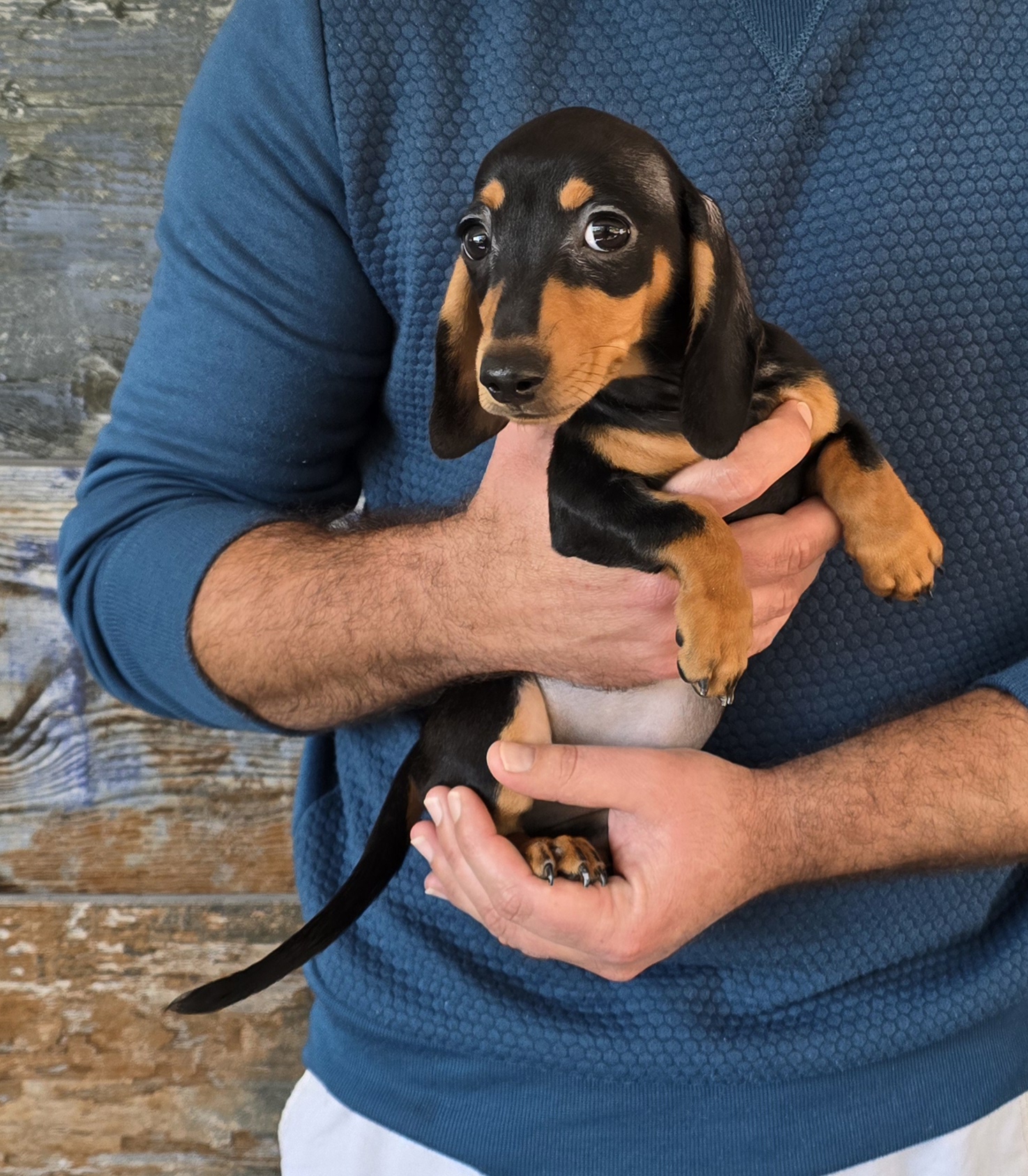 Dachshund/Worshond | Junk Mail Marketplace