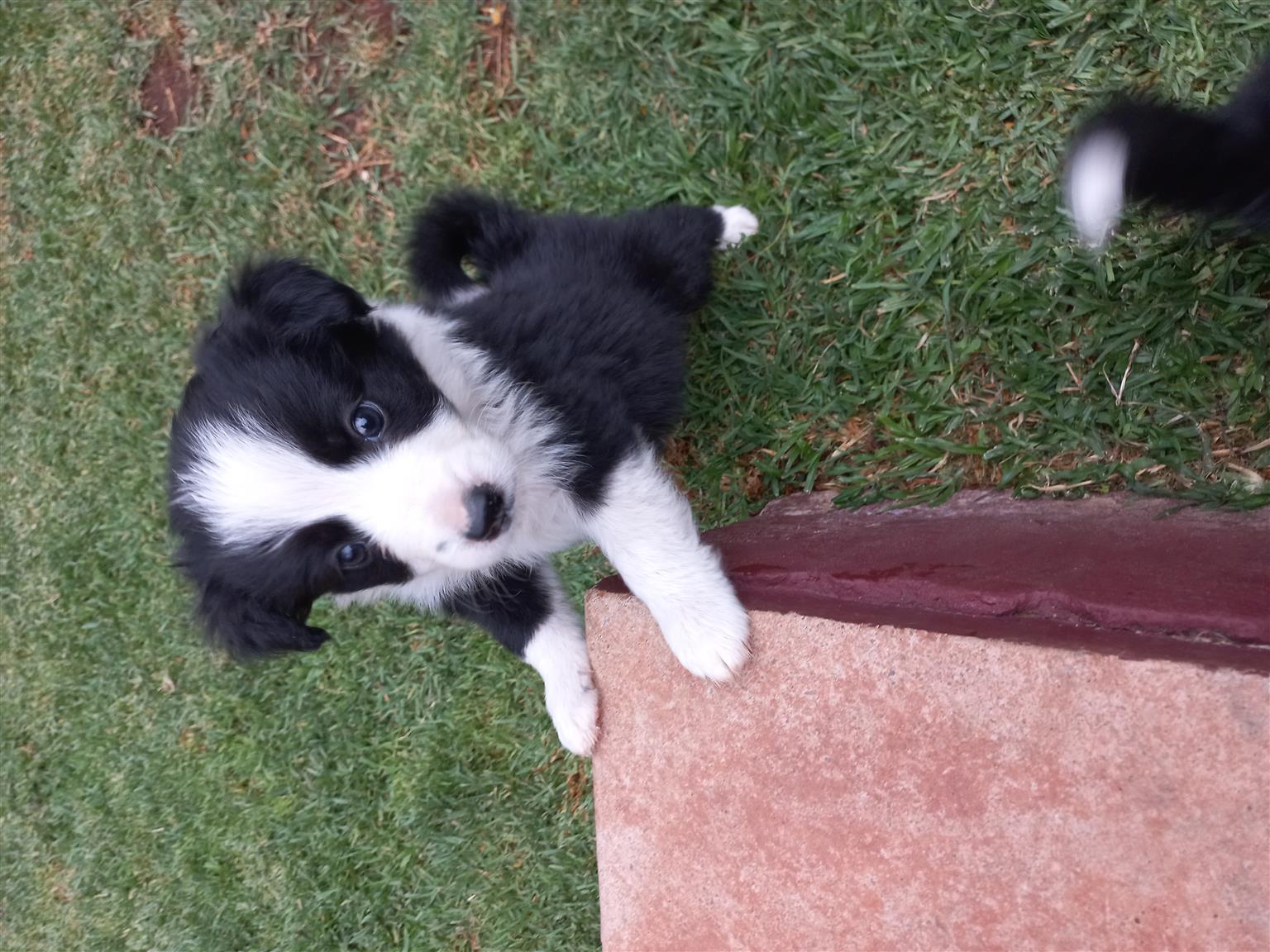 How Much Does A Purebred Border Collie Puppy Cost