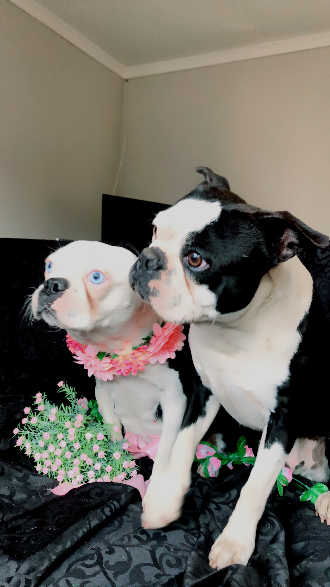 Boston Terriers male with Bed and Vaccinated 