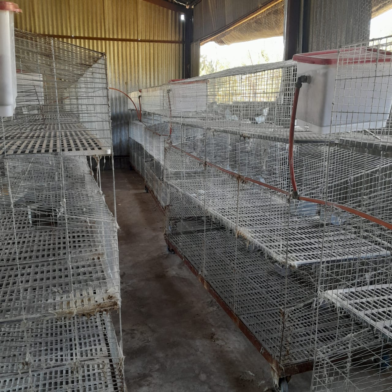 Commercial Breeder Rabbit Cages for Sale | Junk Mail Marketplace