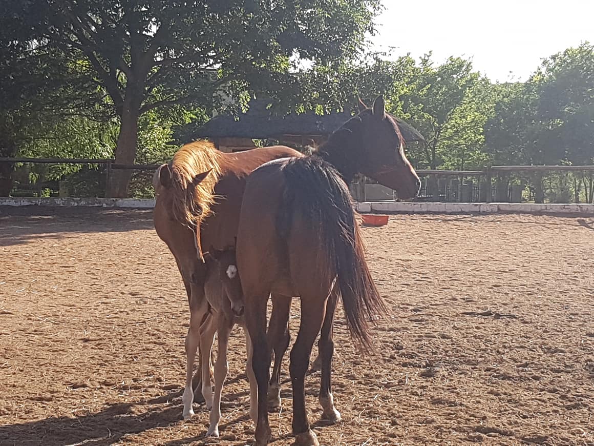 Stable Yard With Affordable Stabling Junk Mail