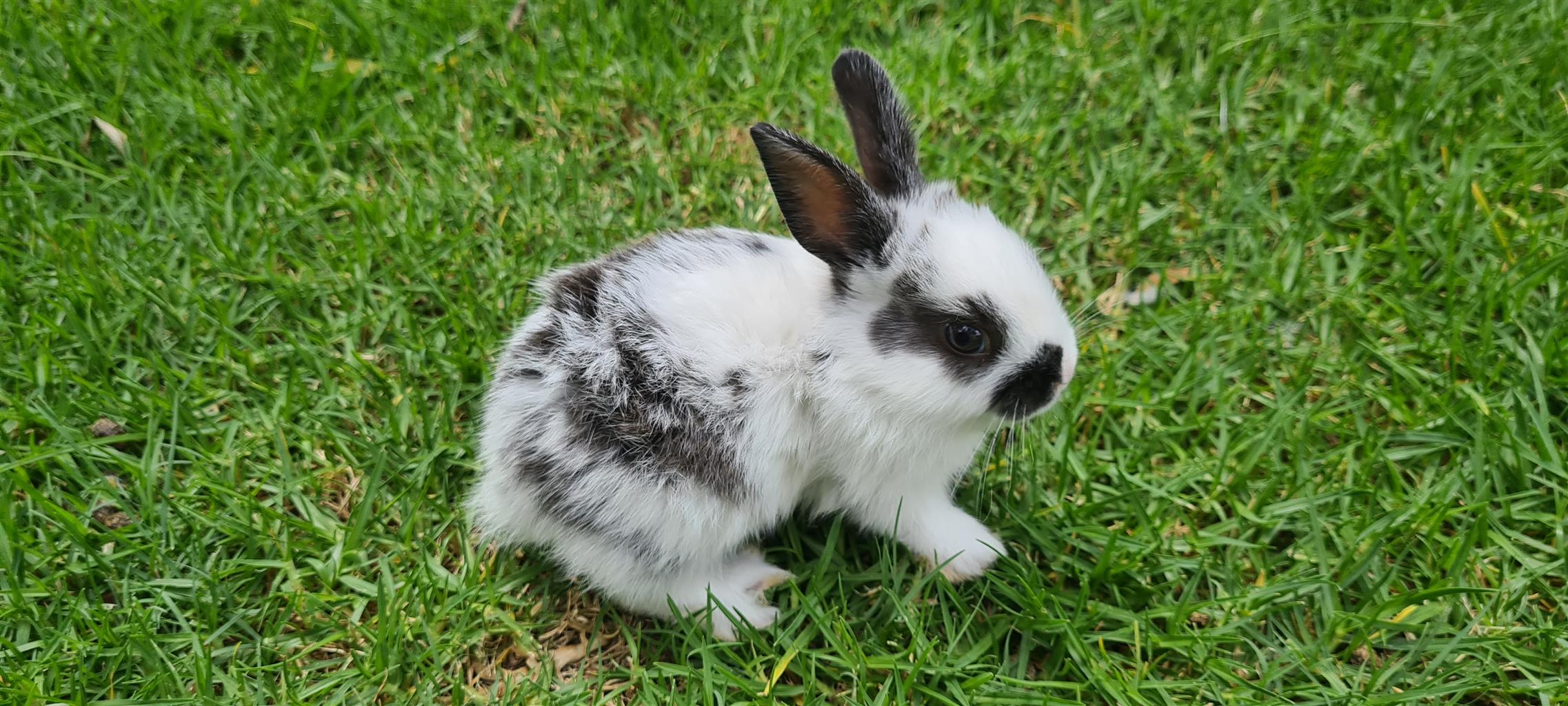 Baby mini rex rabbits for sale near sales me