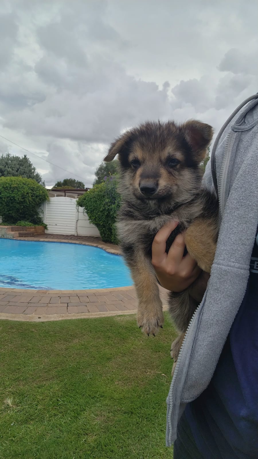 Pure breed German Shepherd puppies | Junk Mail Marketplace