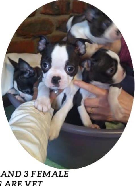 Boston terrier puppies store for sale junkmail