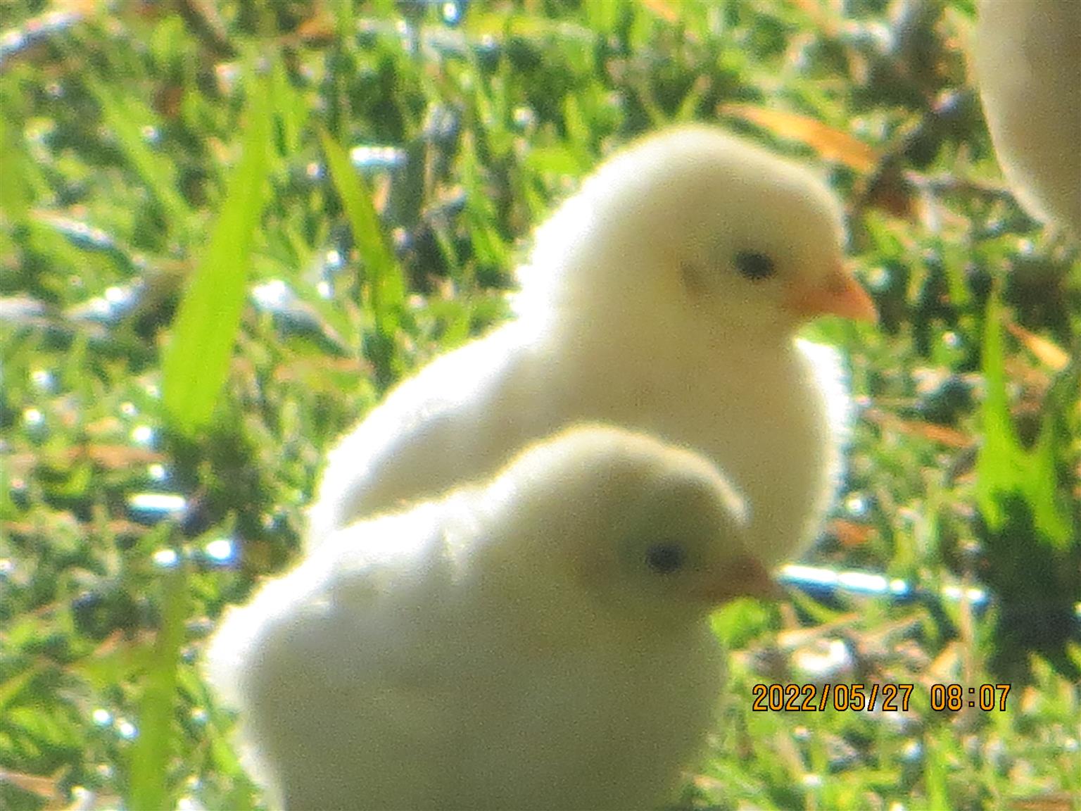 Silkie / Bantam Chickens for sale Junk Mail
