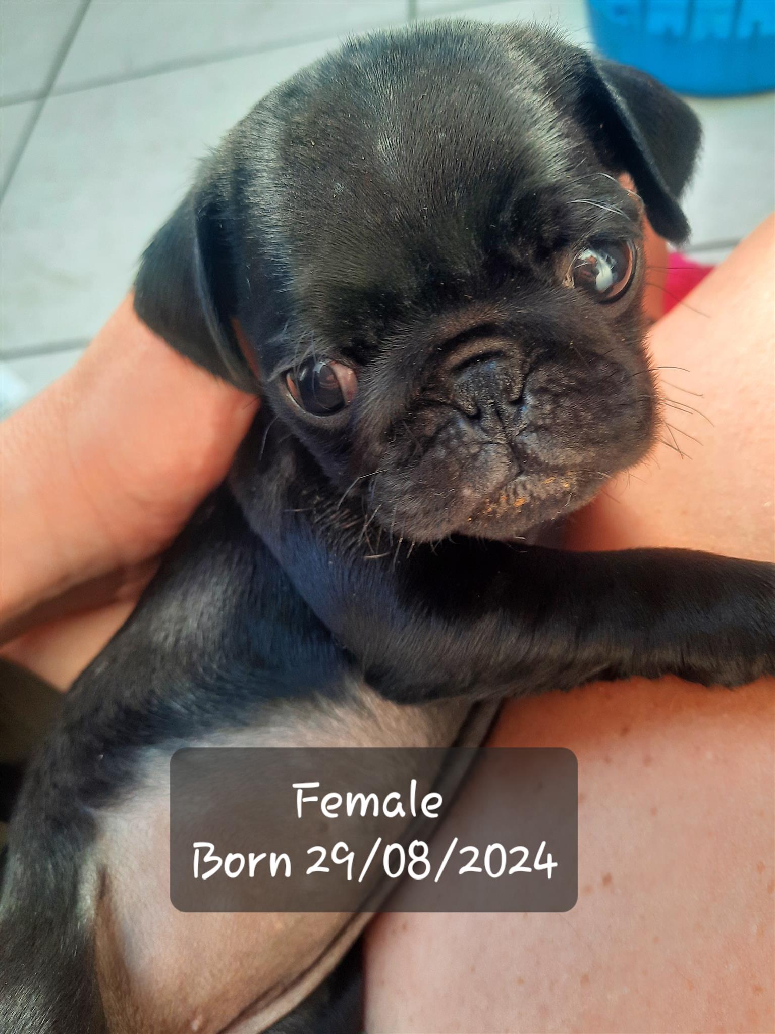 X1 Pug puppy looking for a lovely home. Junk Mail Marketplace