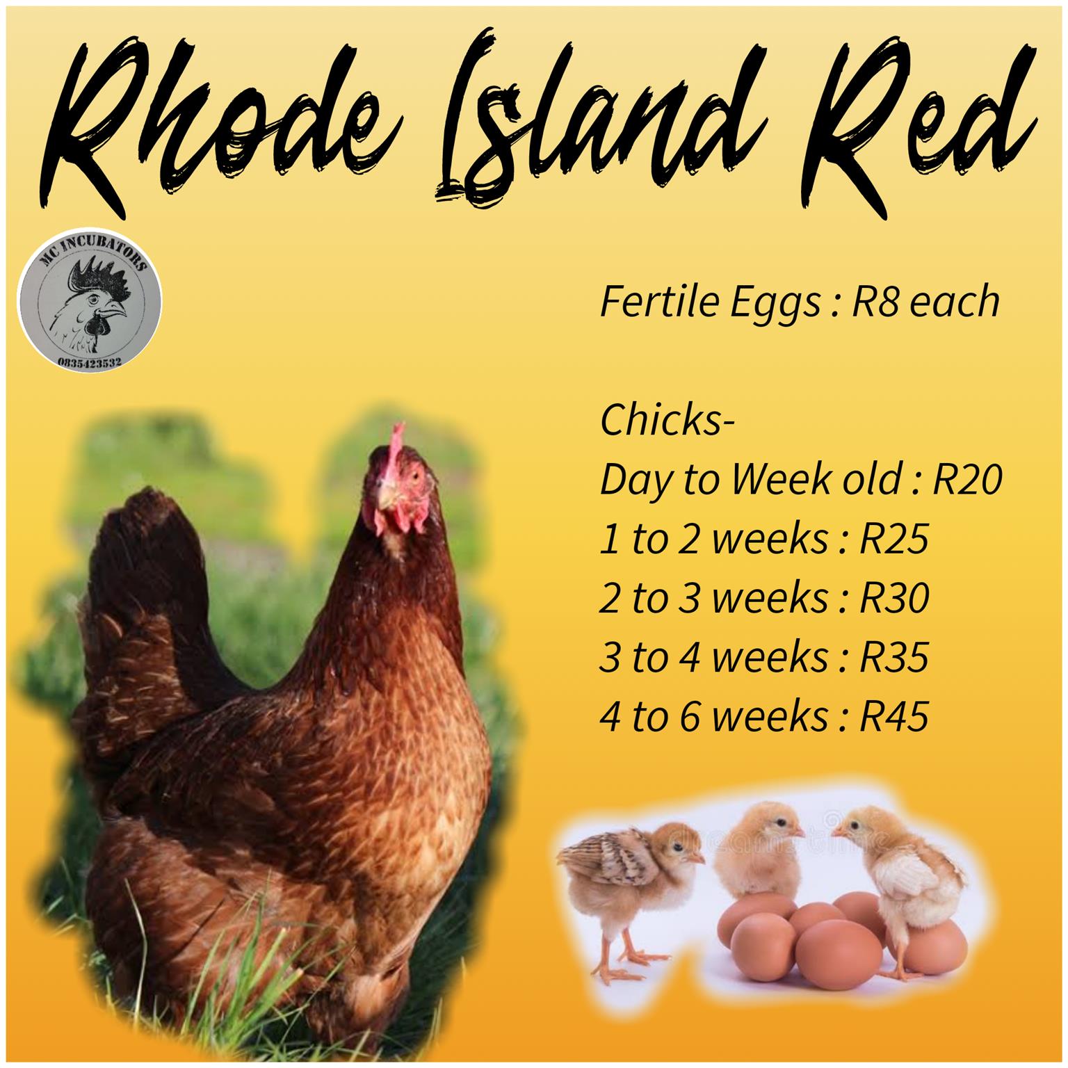 Rhode island red 