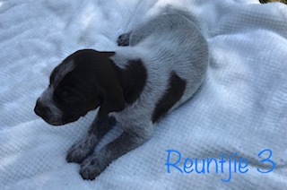 German Shorthaired Pointer Puppies for sale