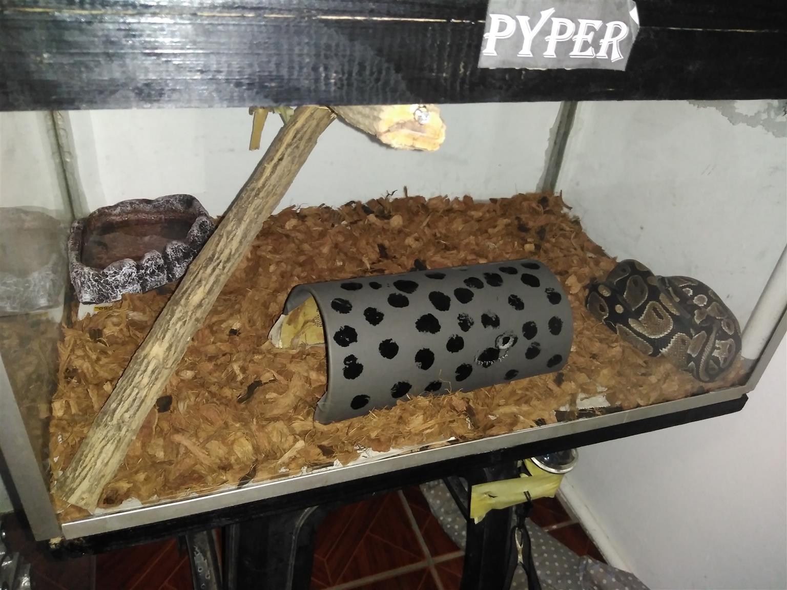 Ball python for sale with custom tank 