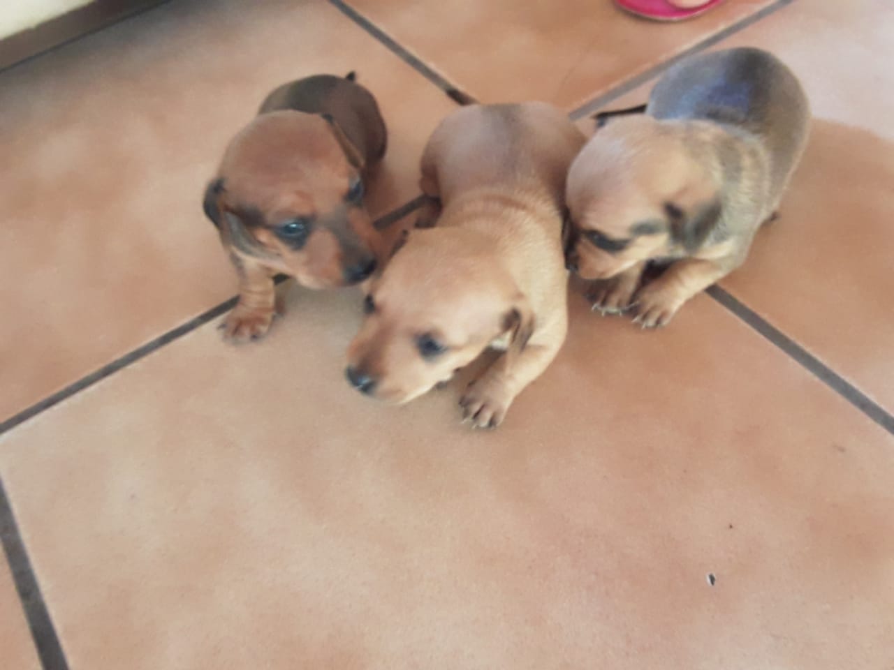 Dachshund  puppies for sale