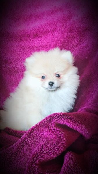 Toypoms puppies for sale