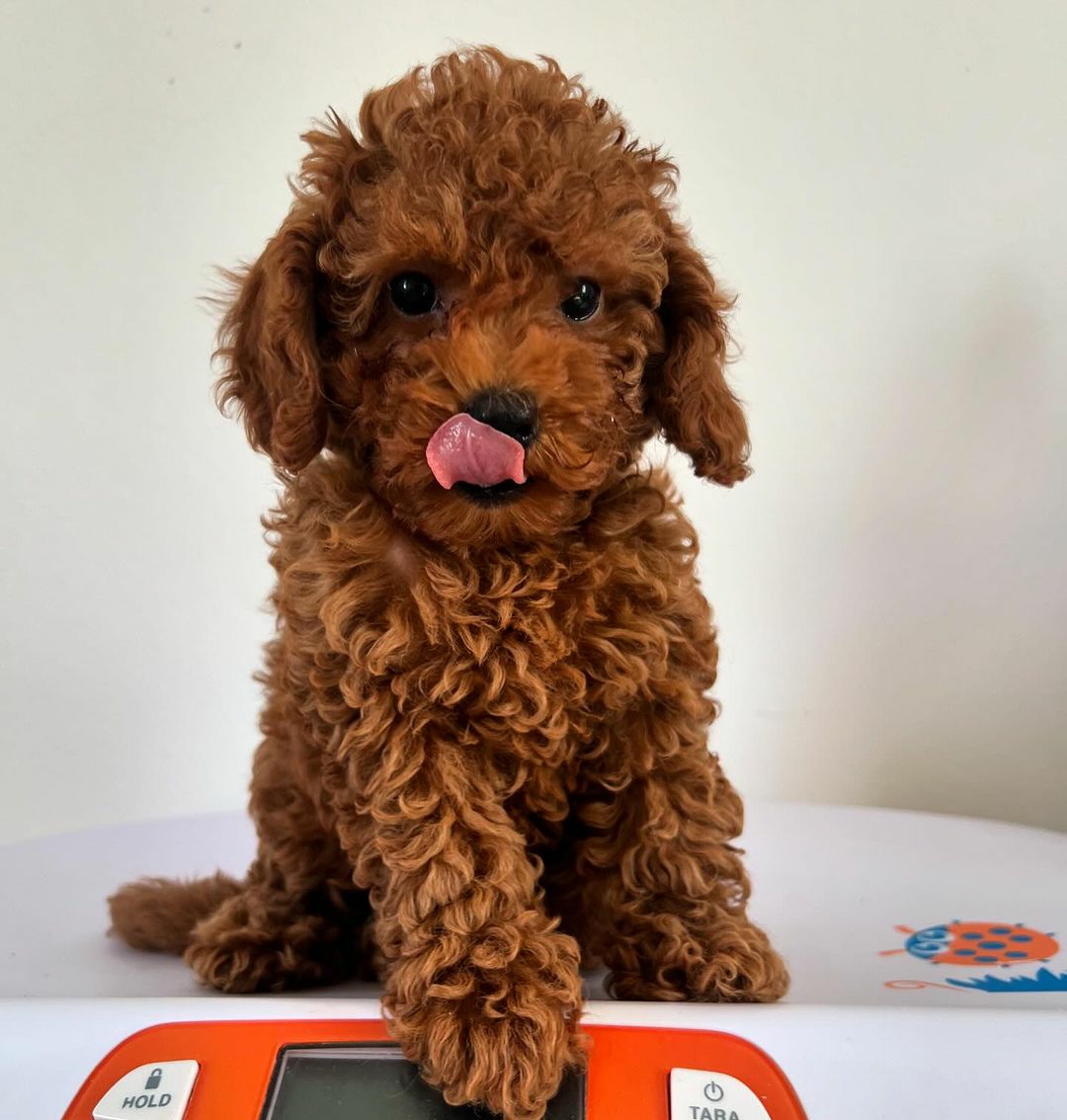 Miniature Poodle Puppy Junk Mail Marketplace