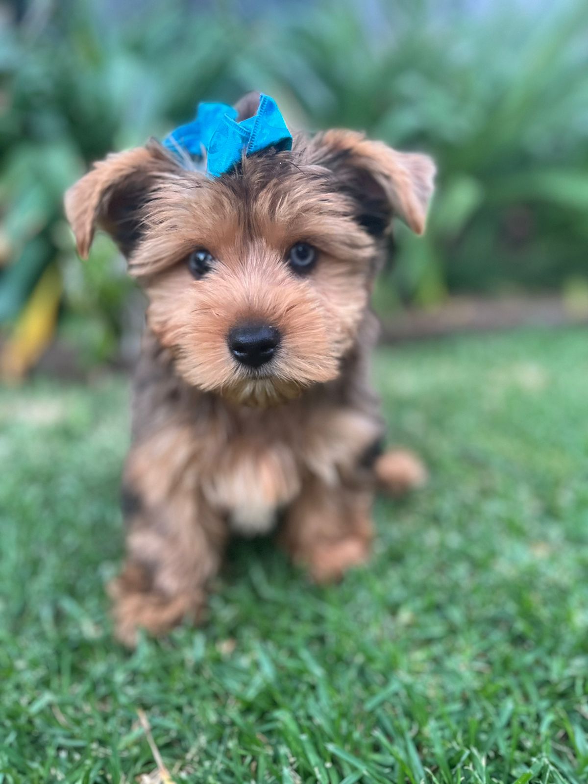 Yorkshire sales paradise pups