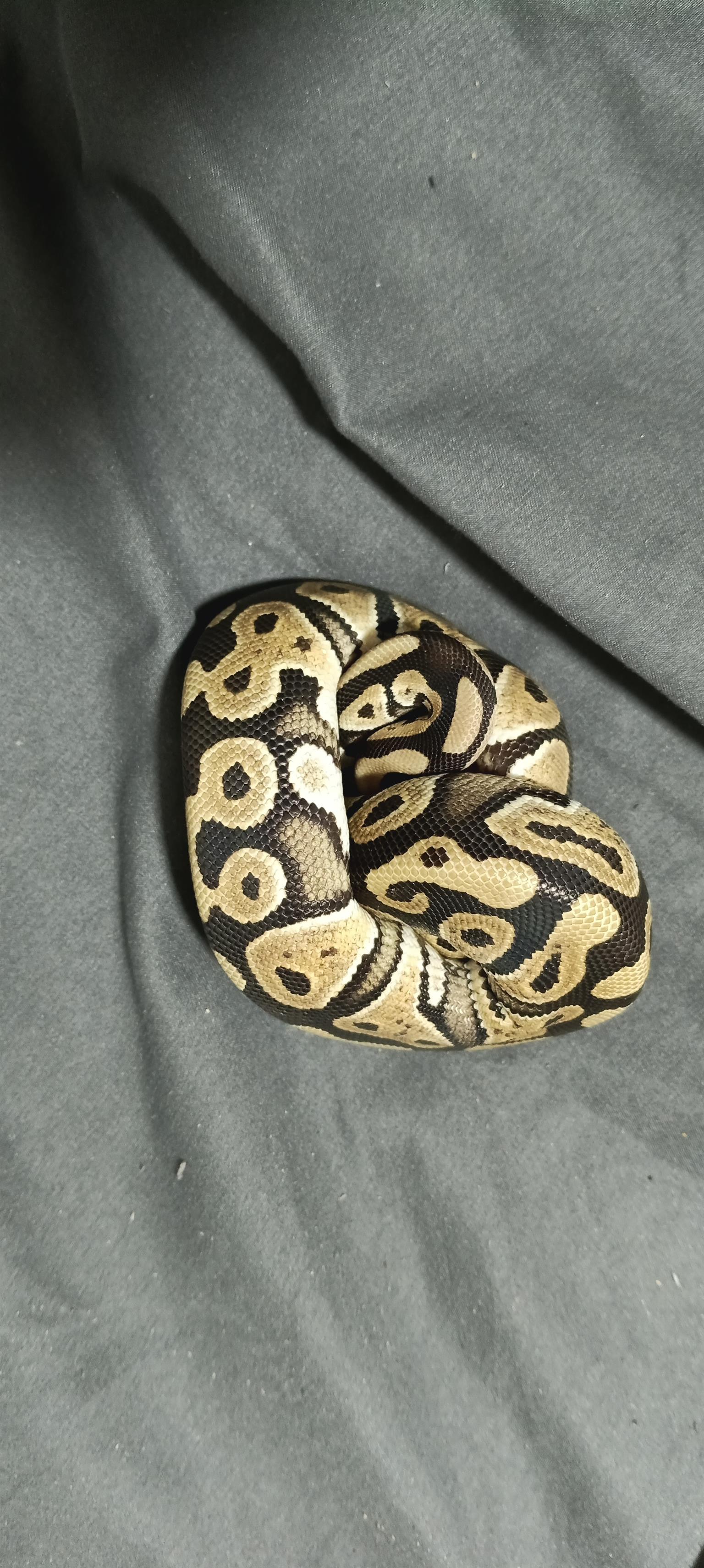 Phantom morph Ball Python to trade/swap | Junk Mail Marketplace