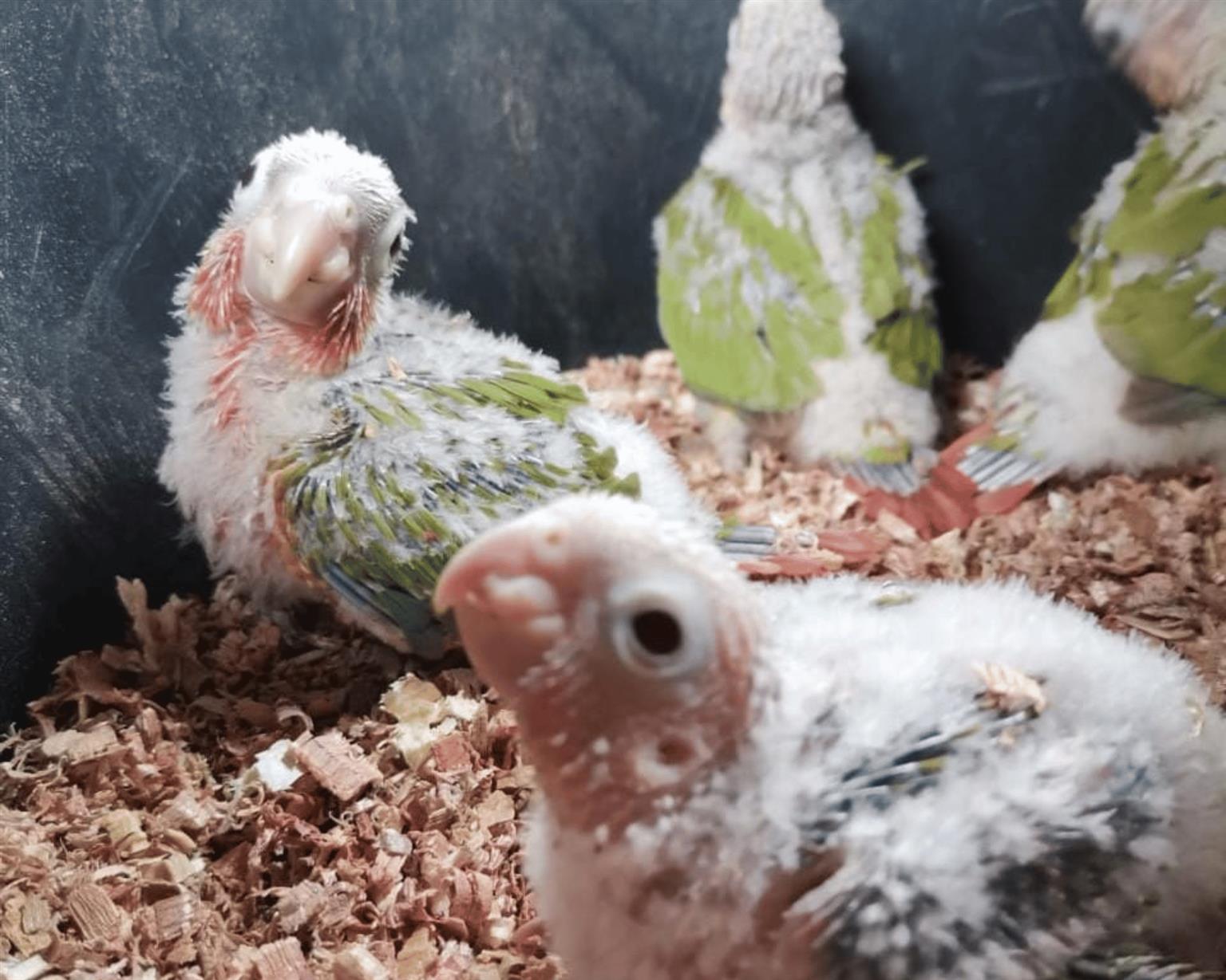 Hand reared Pineapple Conures Tame bird Junk Mail