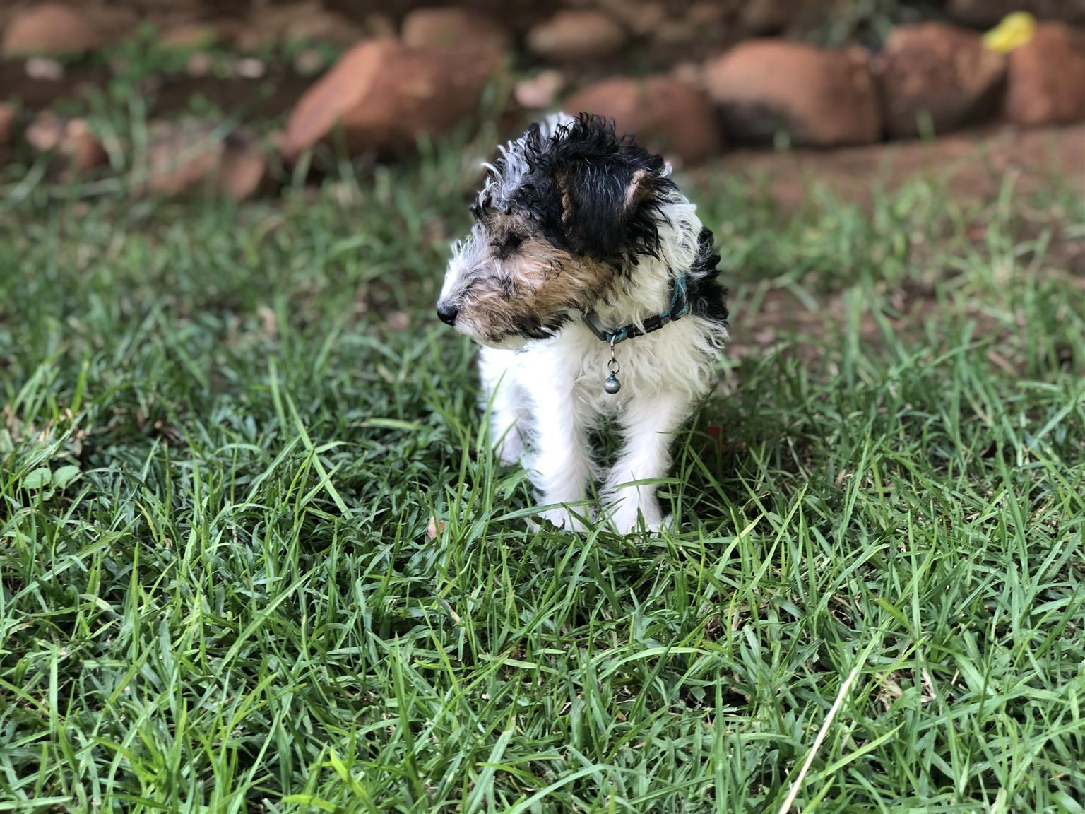 Wire Hair Terrier Male Pups available!