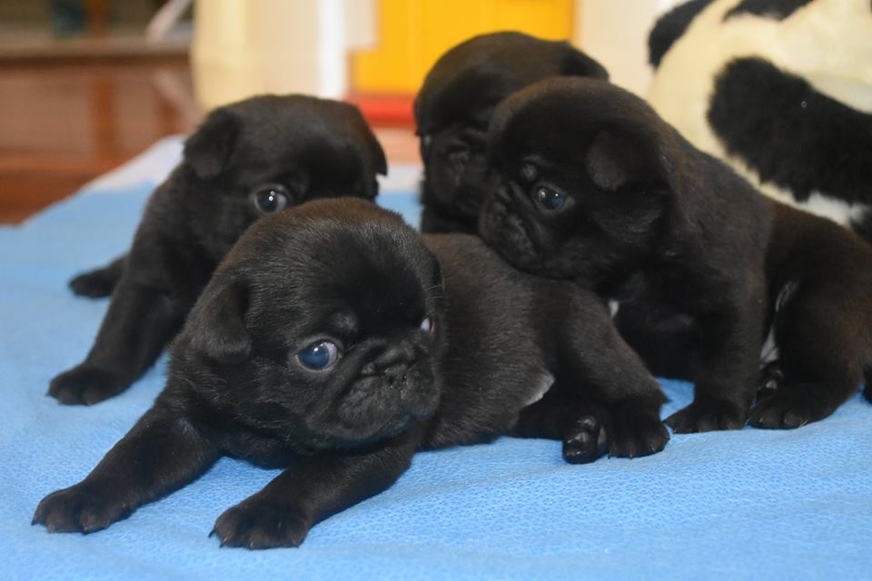 Adorable Pug Puppies For Sale | Junk Mail