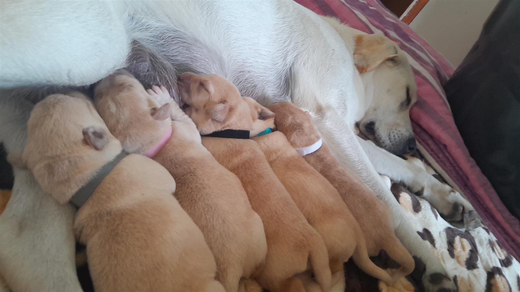 Pure bred labrador puppies | Junk Mail