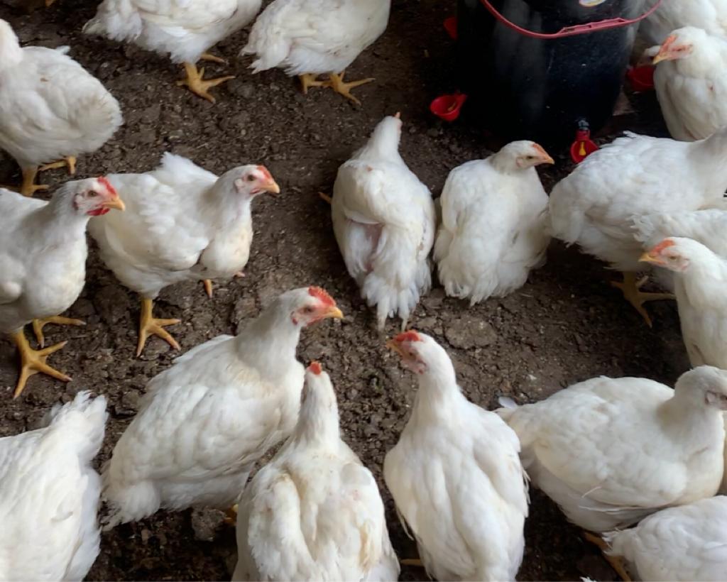 Live broiler chickens for sale