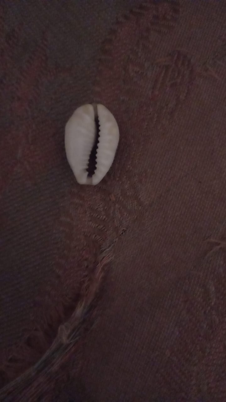 Cowrie shells for sale Cowrie shells for sale