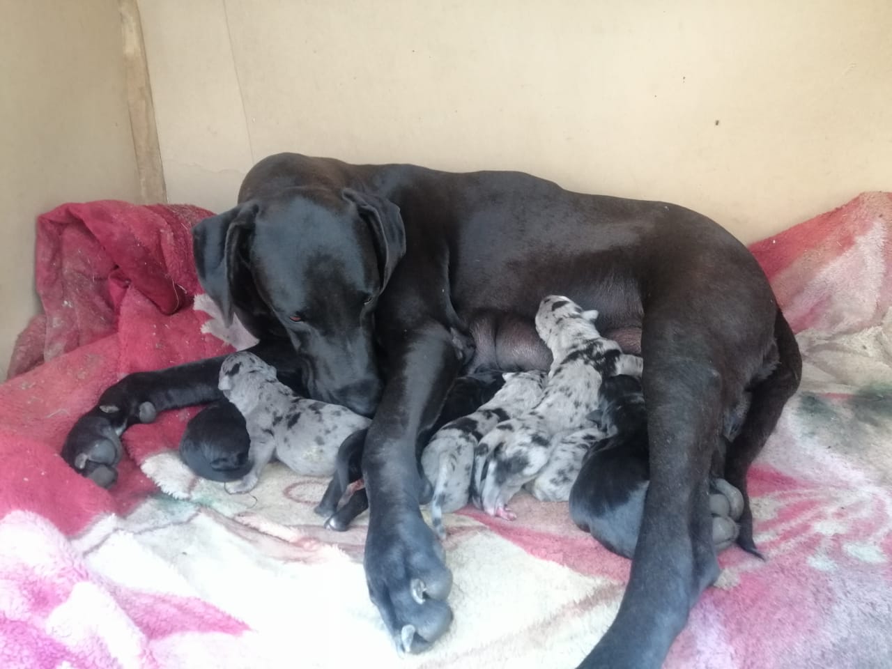 Pure Bred Great Dane puppies