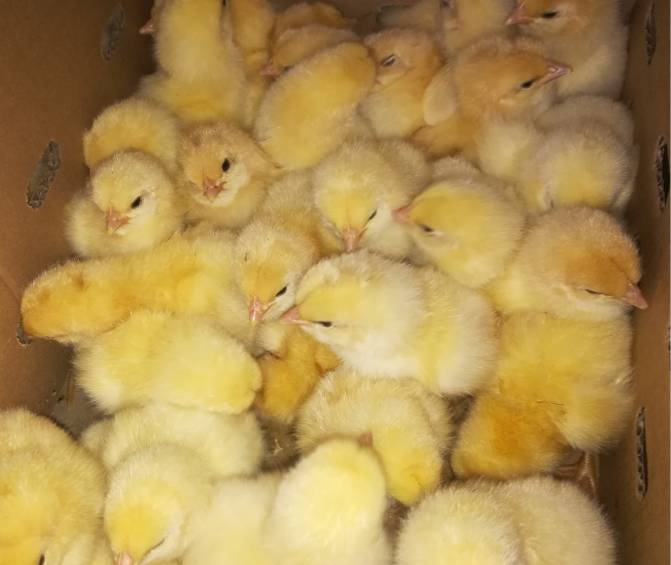 Incubator for Chicken Eggs, 360 Fully Automatic