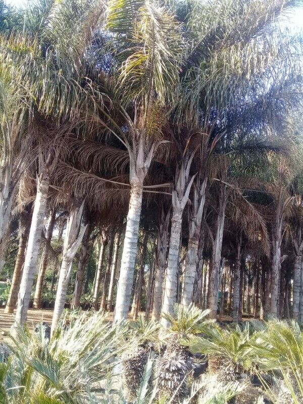 Coco palm trees 