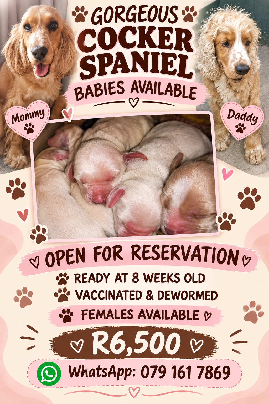 Gorgeous Cocker Spaniel babies available | Junk Mail Marketplace