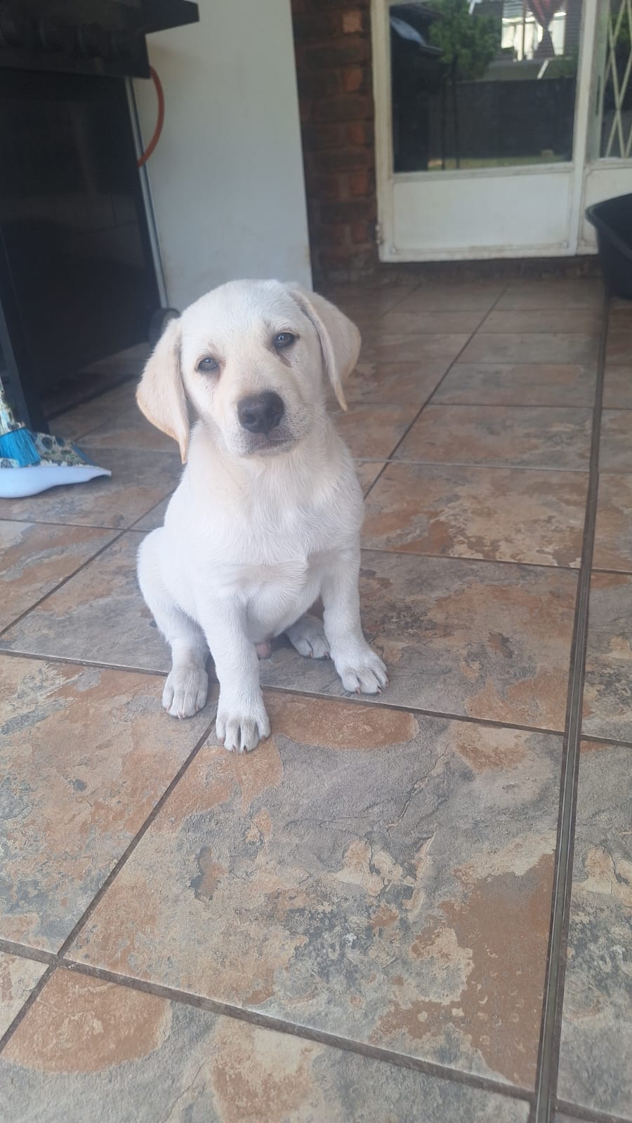 Labrador puppies for sale | Junk Mail Marketplace