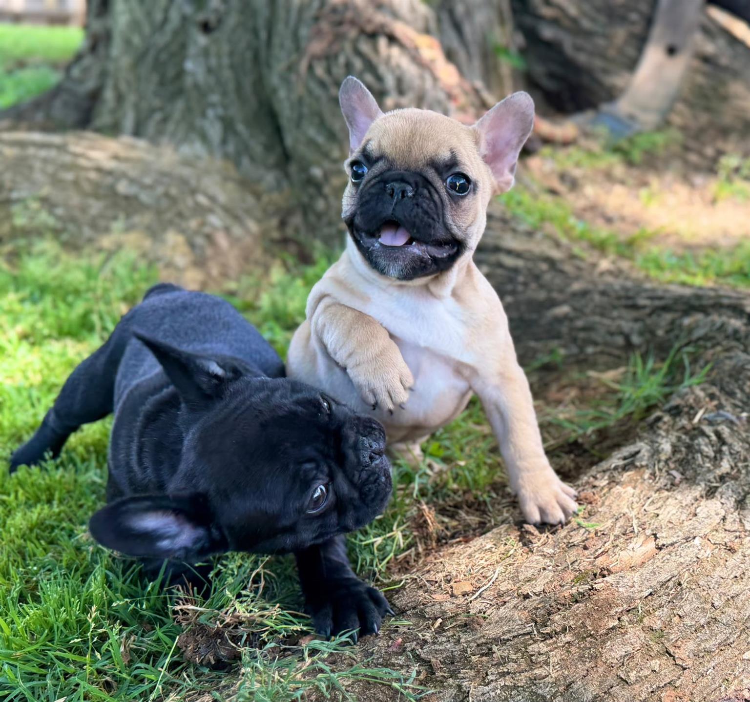 Gorgeous French bulldog puppies available | Junk Mail Marketplace