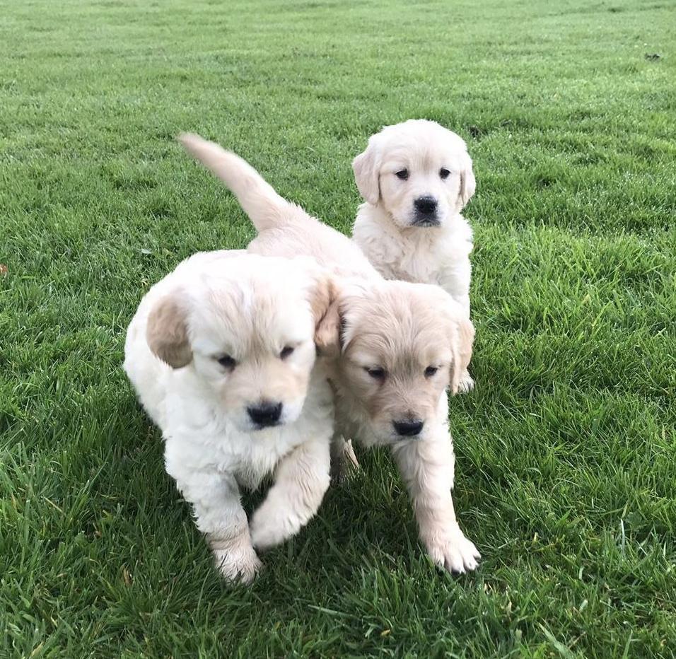 Adorable Golden Retriever Puppies Junk Mail