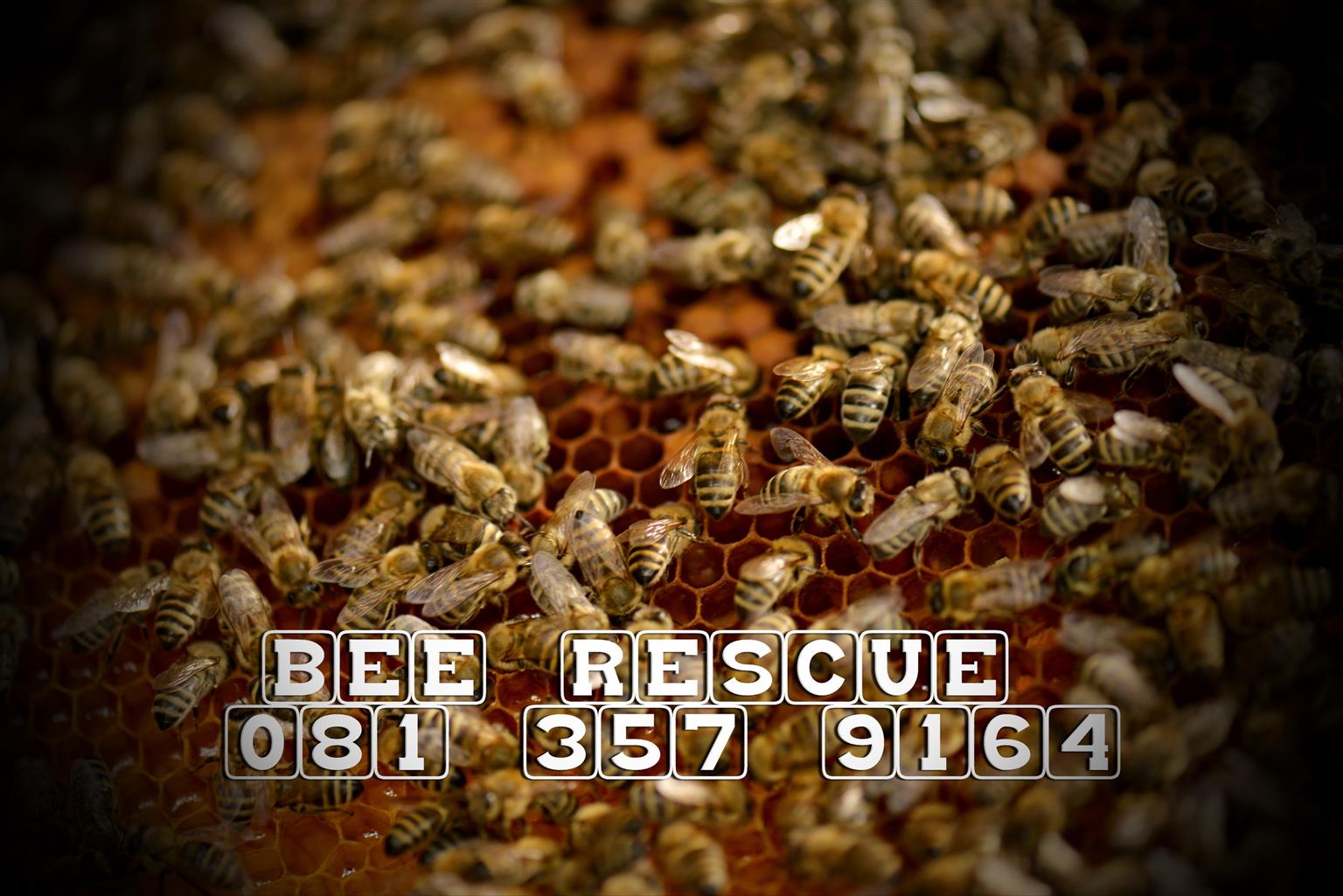 BEE RESCUE & REMOVALS
