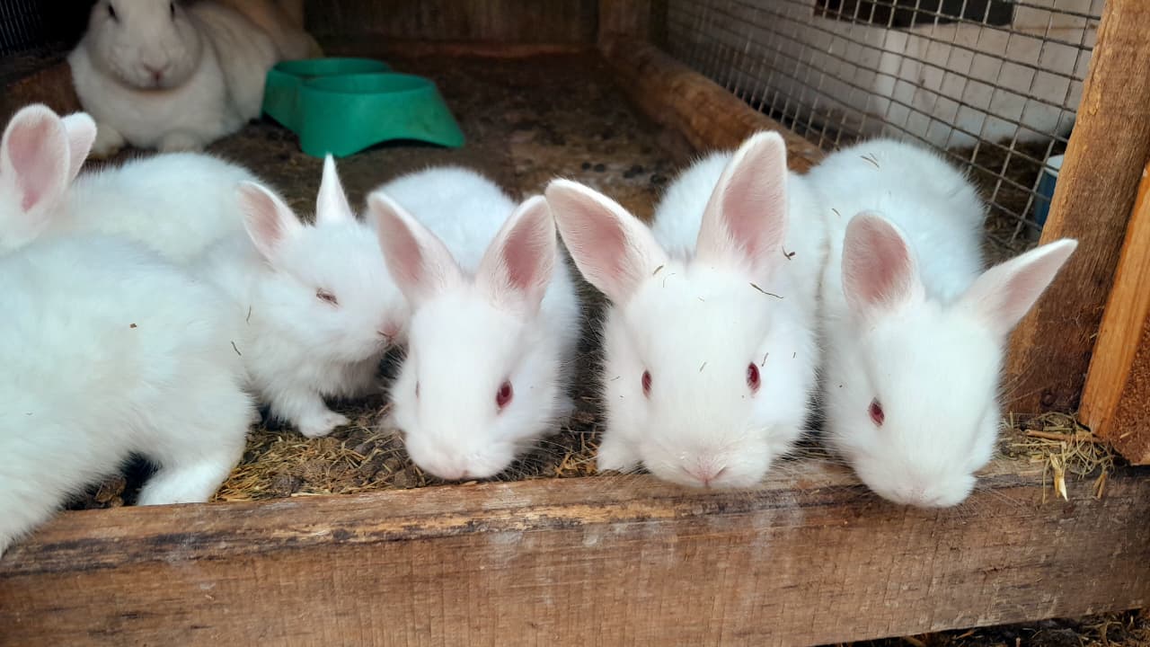 new zeland white rabbits | Junk Mail Marketplace