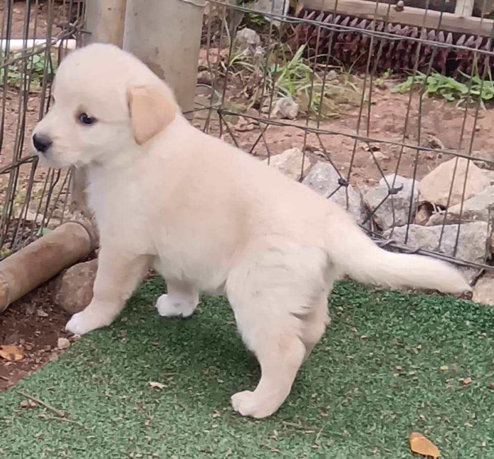 Labrodor R Border The best of both breeds - Gorgeous Borador Puppies (Border Collie ...