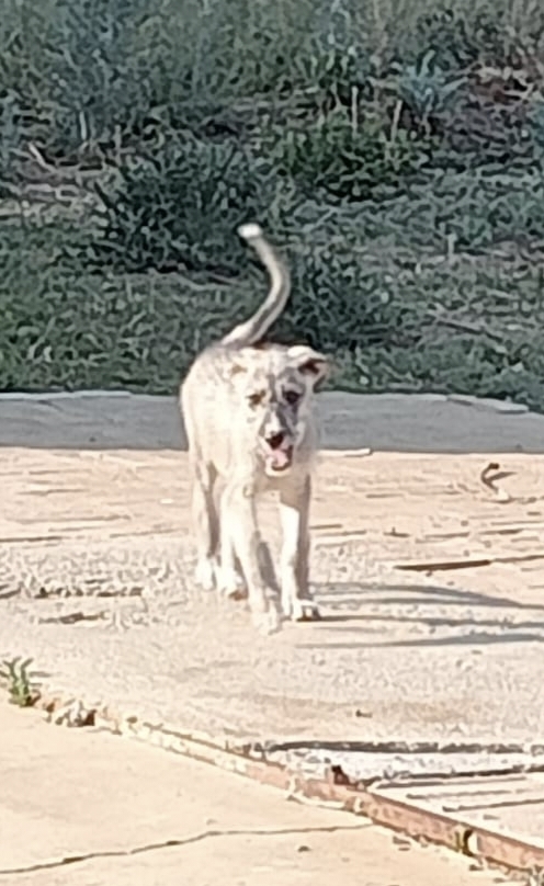3 male  2 month old Scottishdeer x Greyhound pups for sale