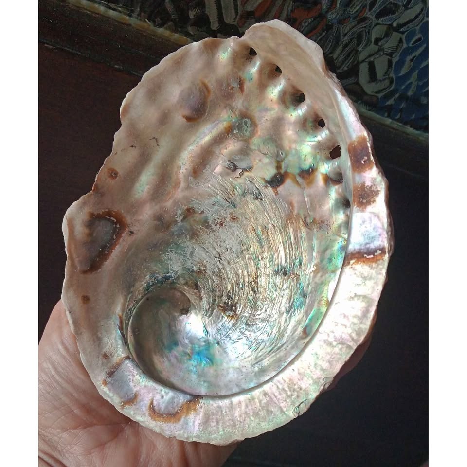 One Empty Sea Shell