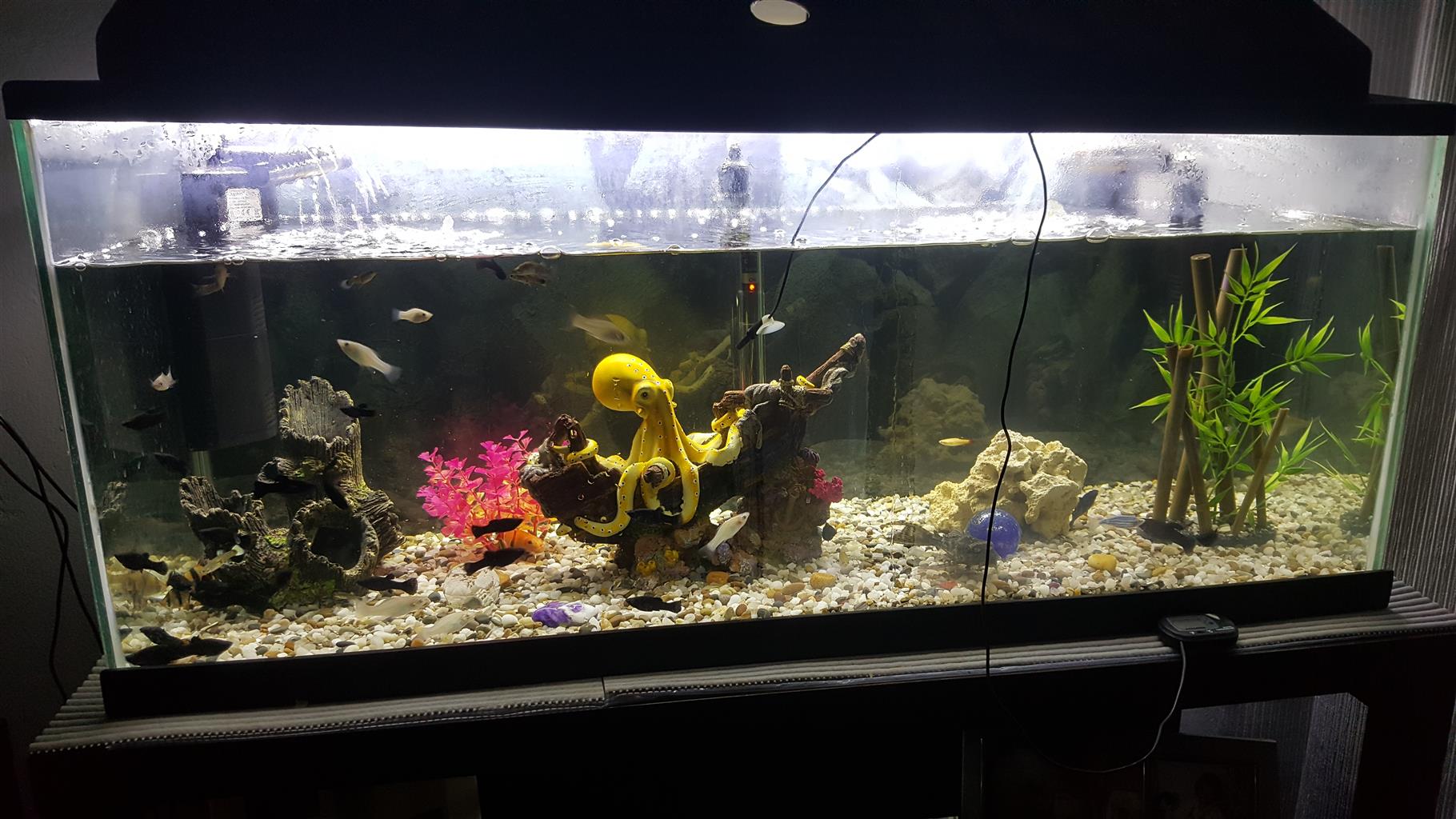large fish tanks for sale
