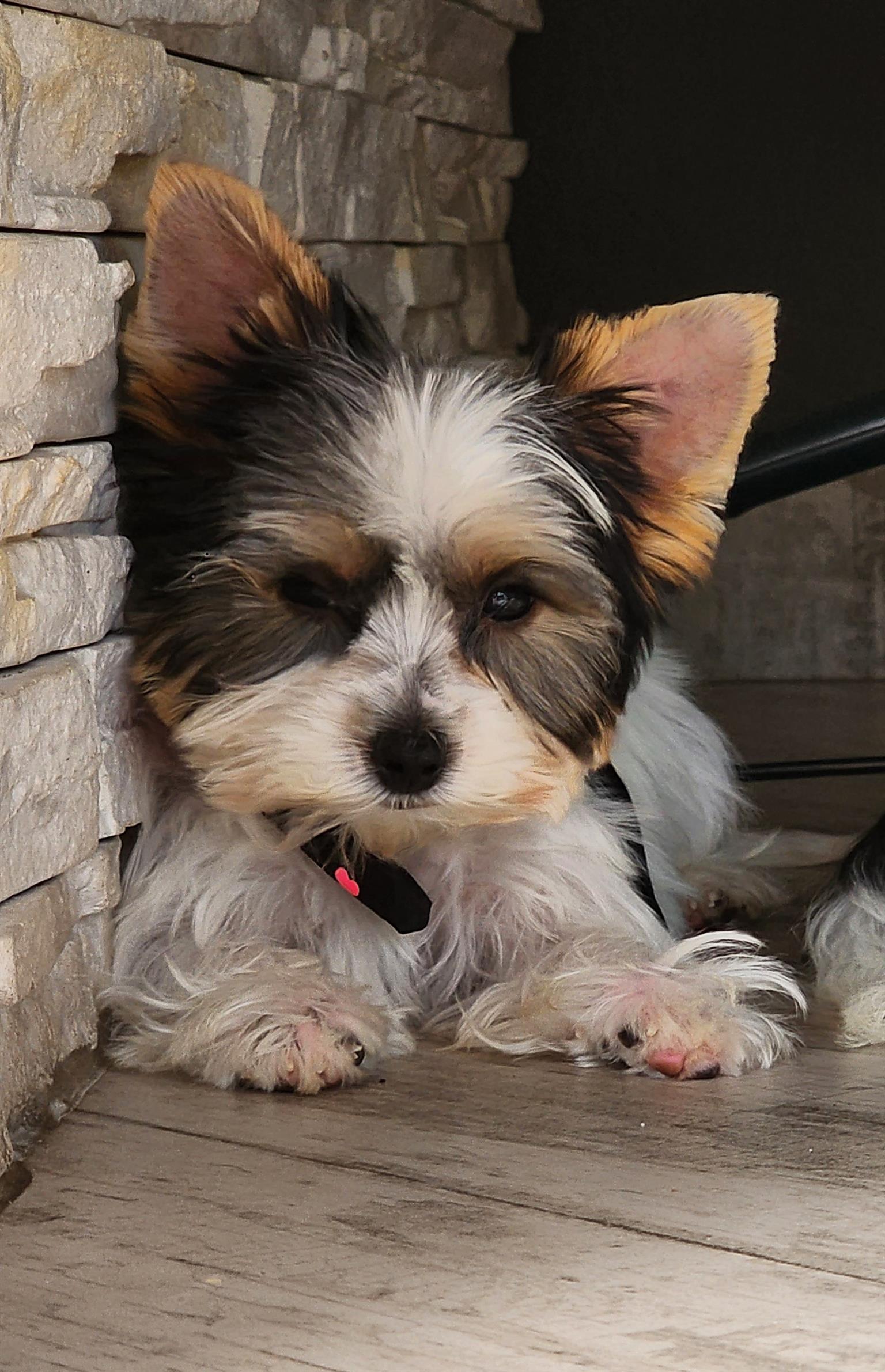 Registered Biewer Yorkie Puppies | Junk Mail Marketplace