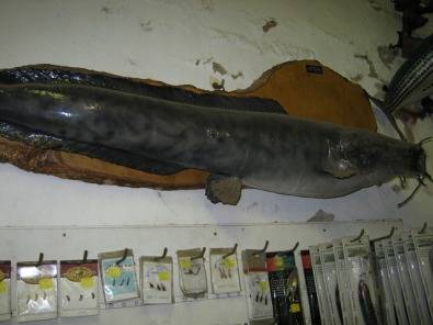 Fiberglass fish replica's by Fred Bezuidenhout